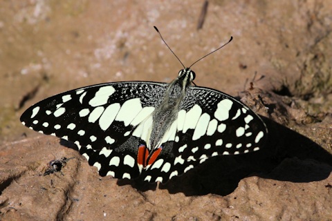 Chequered Swallowtail (Papilio demoleus)